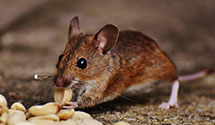 24 Hour & Emergency Exterminators in Golden Lake, IN
